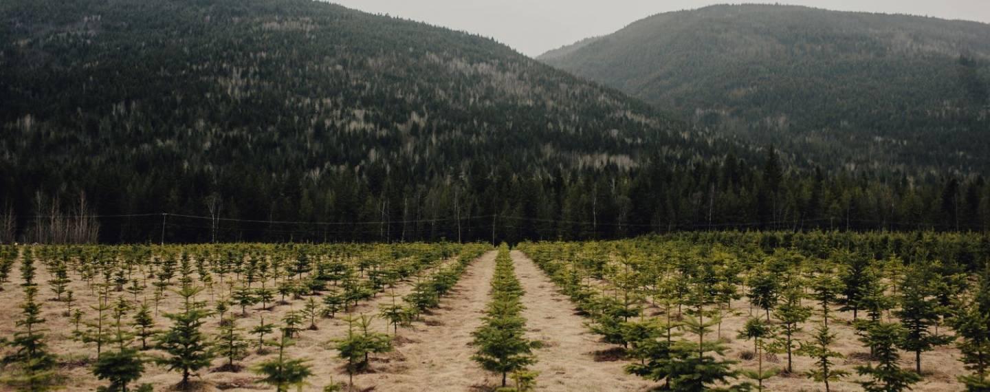 Many rows of planted tree saplings for forestry