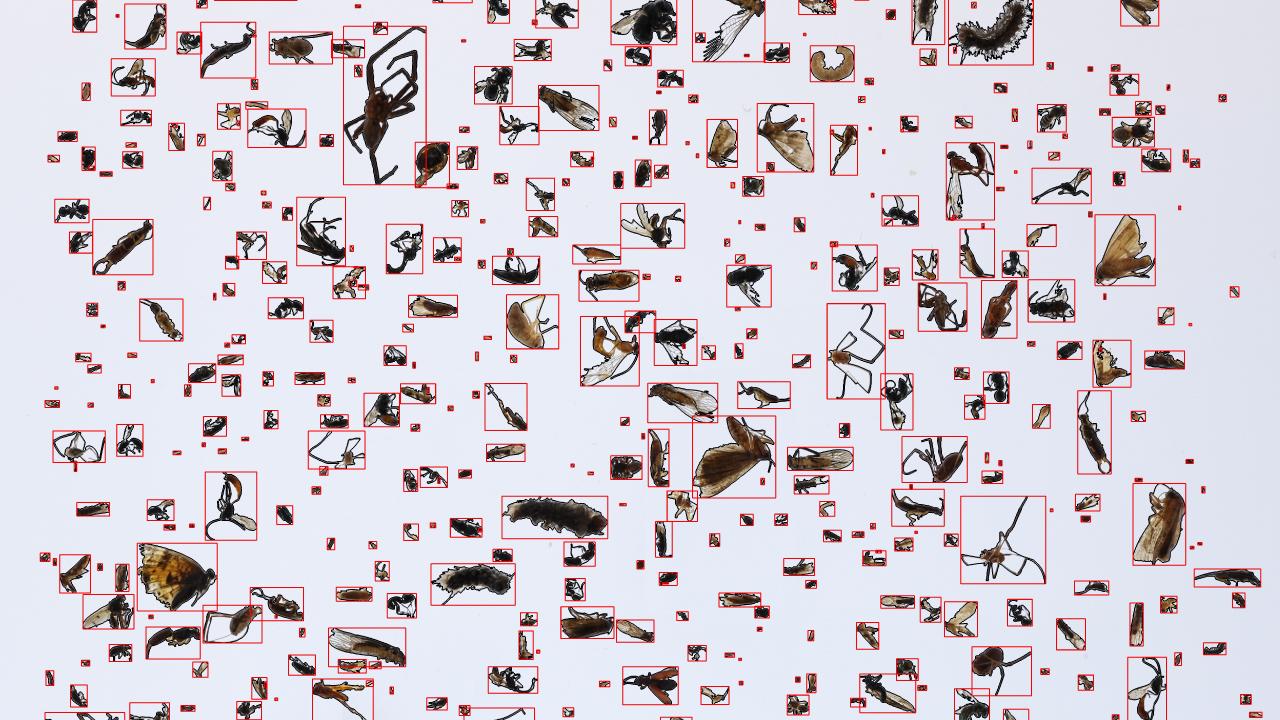 Visual of BugShot identifying various insects