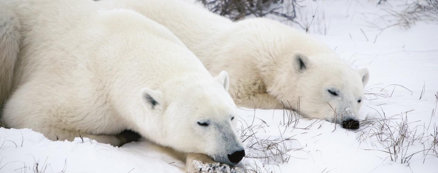 Polar bears sleeping