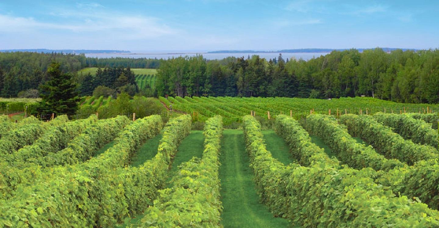 Jost Vineyard