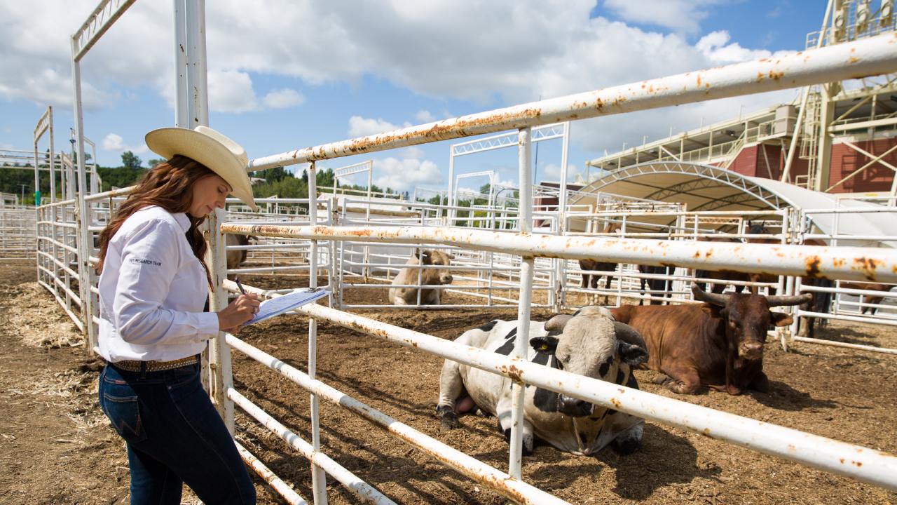 Researcher taking notes outside a gated pen with cows