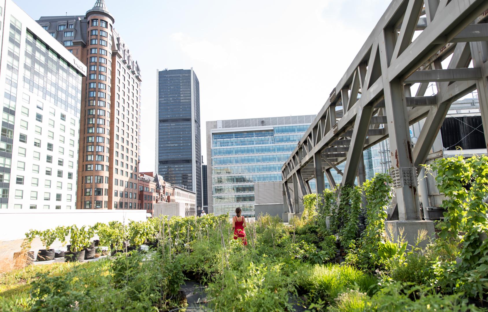 A person walking through rooftop garden