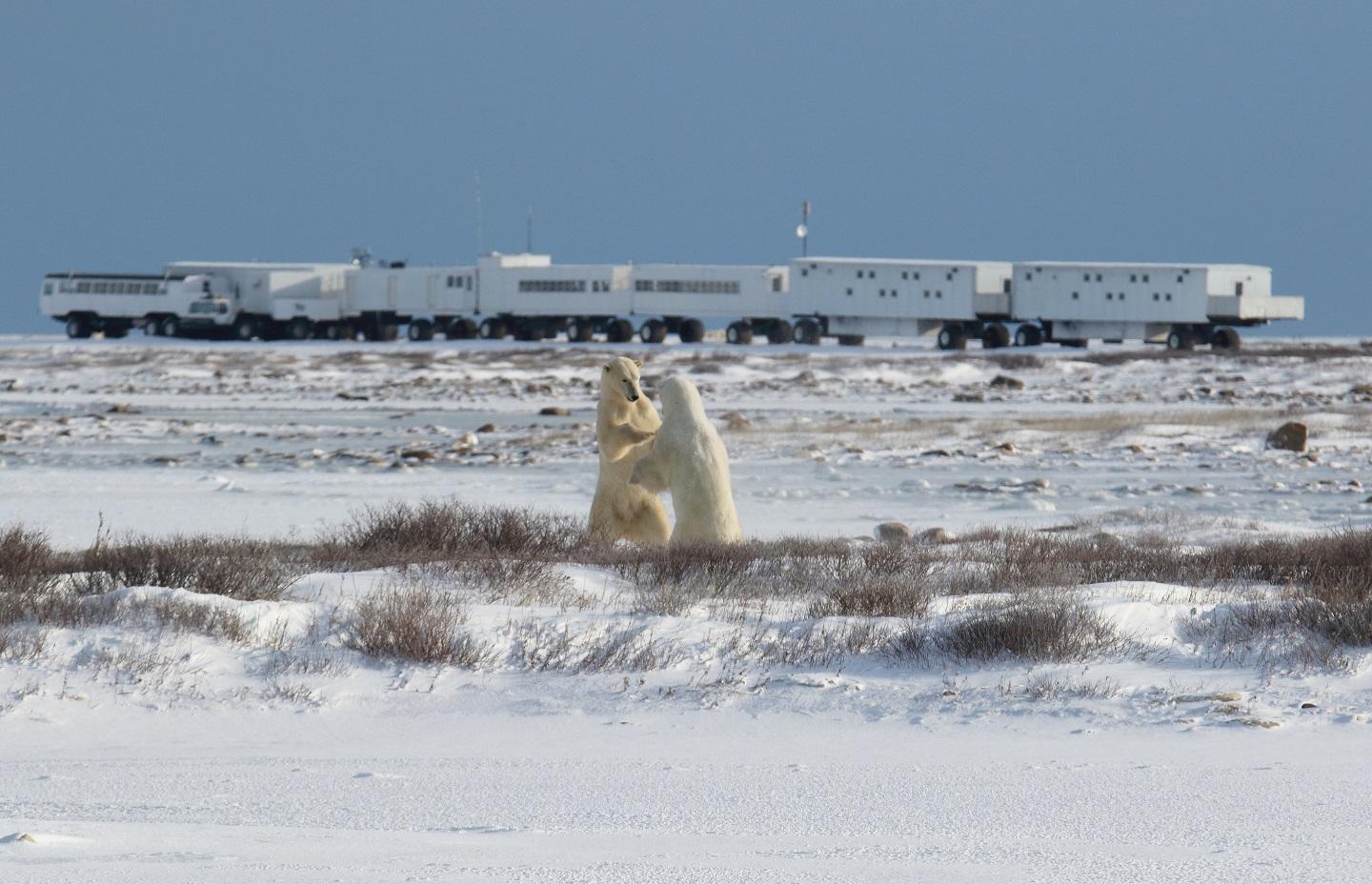 Polar bears