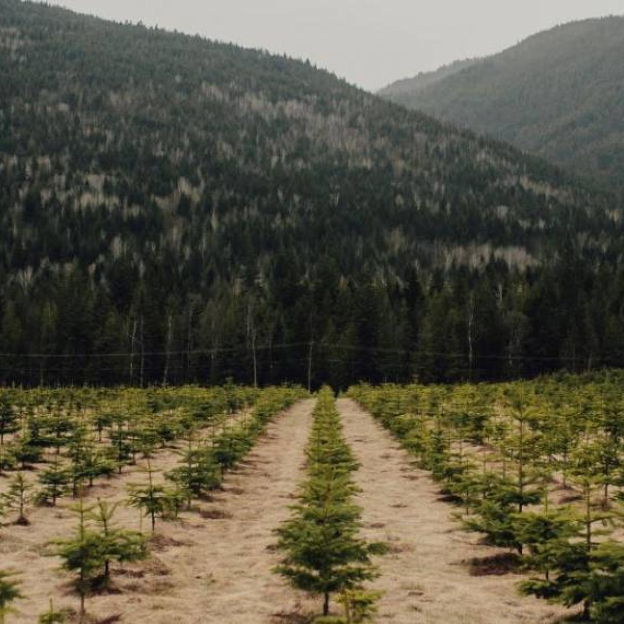 Many rows of planted tree saplings for forestry