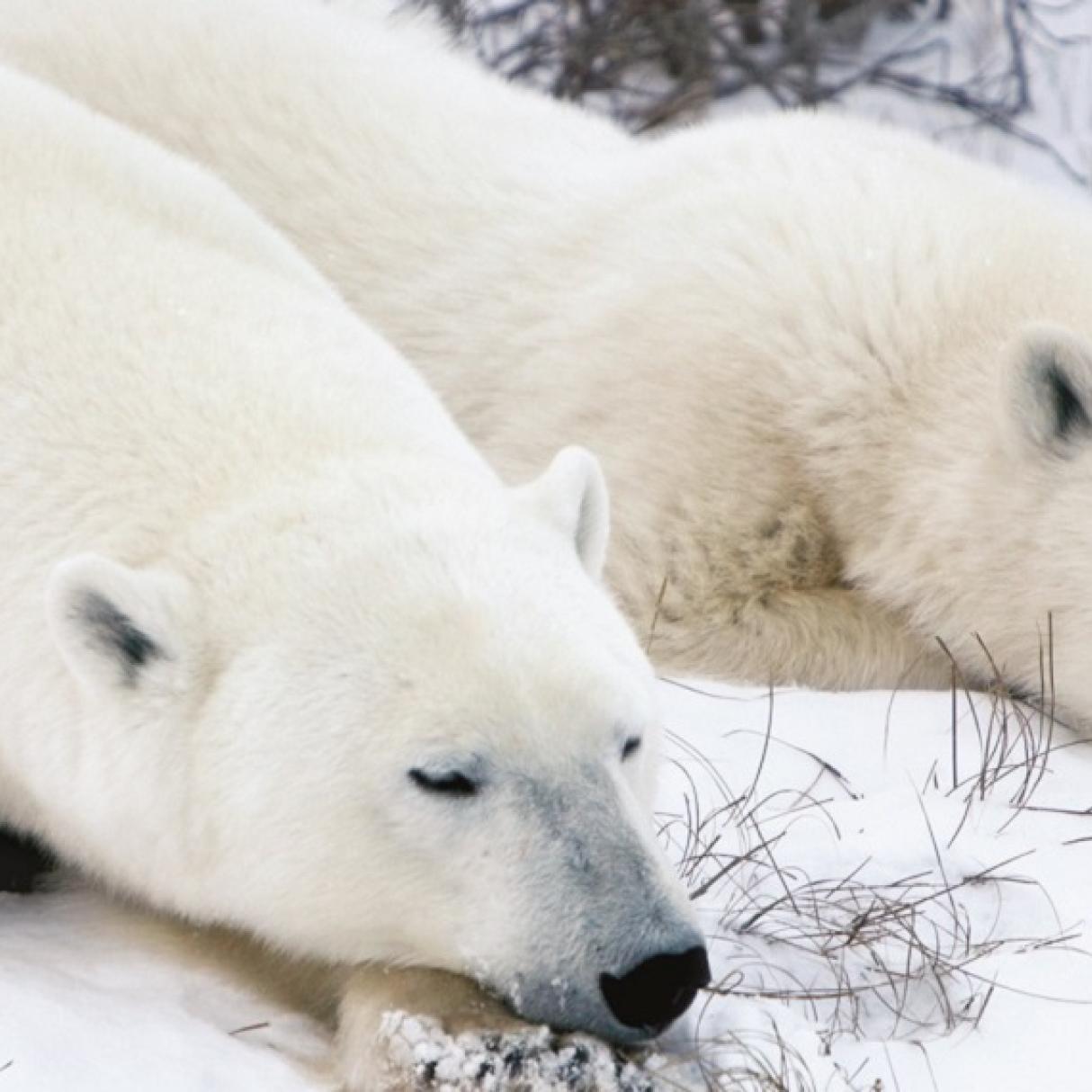 Polar bears sleeping