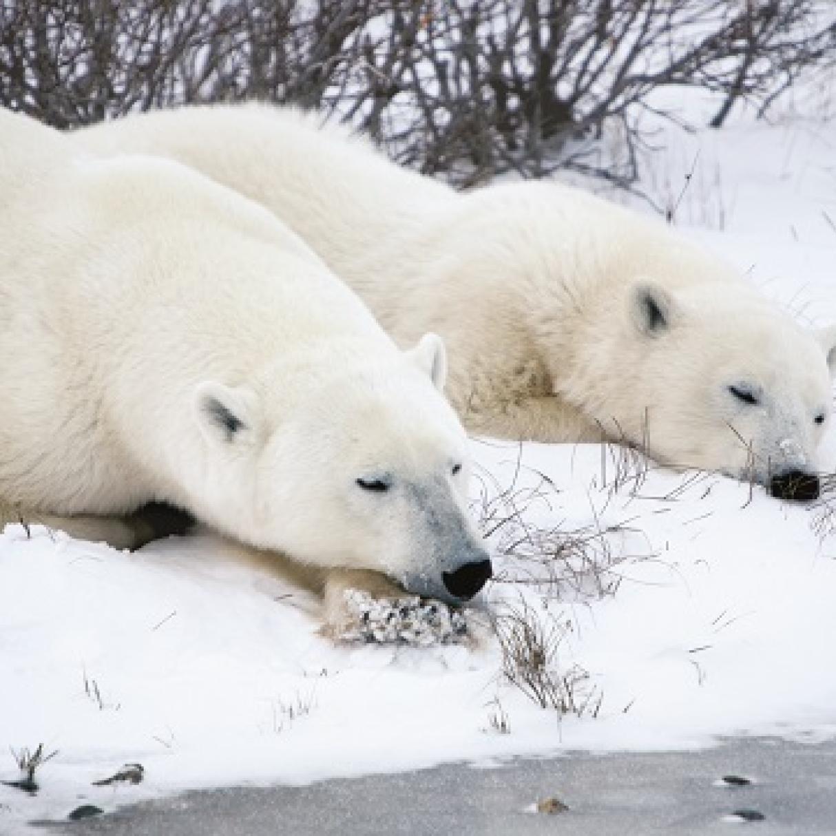 polar bears sleeping